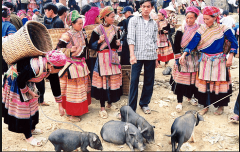 Những chú lợn được đem xuống dưới chợ giao dịch