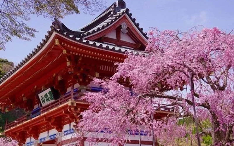Ghé thăm ngôi chùa Katsuo – nơi chứa hàng nghìn búp bê may mắn Daruma 
