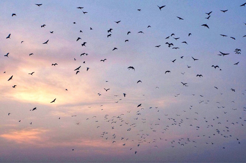 Cò bay rợp trời ở đảo cò Chi Lăng Nam 