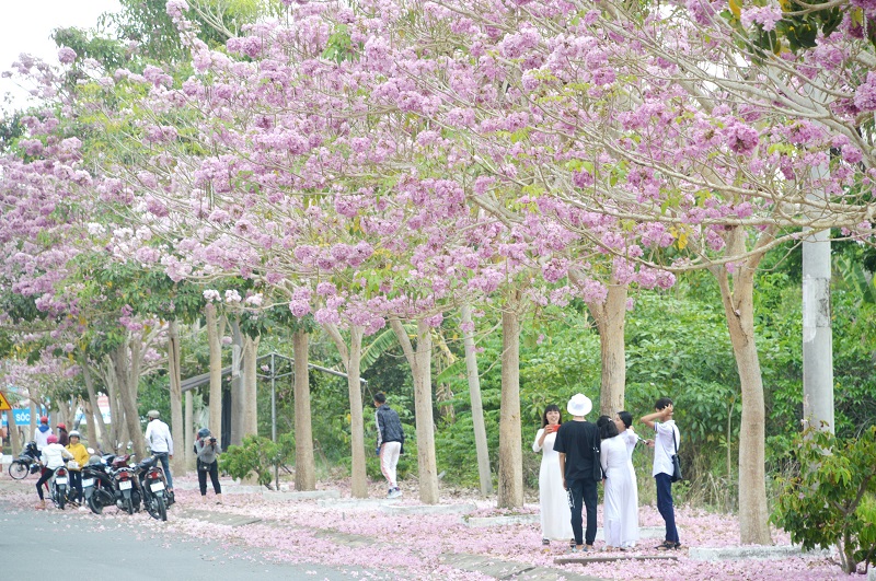 Con đường hoa kèn hồng nở rộ tại Sóc Trăng