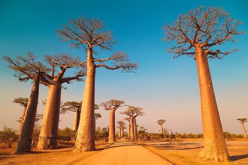 Đại lộ cây baobab là điểm check-in tuyệt đẹp tại Madagascar 