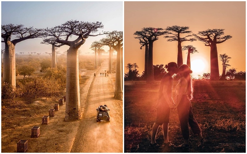  Vẻ đẹp tuyệt vời của đại lộ cây baobab lúc hoàng hôn 
