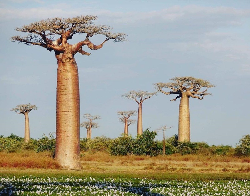 Khung cảnh tuyệt đẹp của những cây baobap Madagascar