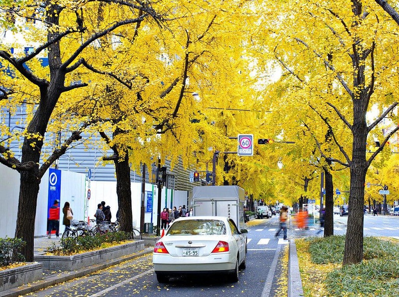 Đại lộ Midosuji  - một trong bốn địa danh ngắm mùa thu tuyệt đẹp ở Osaka  