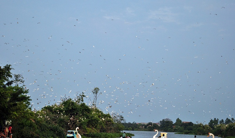 Đảo cò Chi Lăng Nam địa điểm du lịch sinh thái miền Bắc Việt Nam