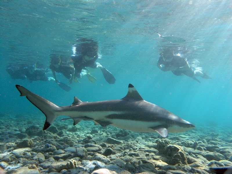 Trải nghiệm bơi cùng cá mập tại Koh Phi Phi