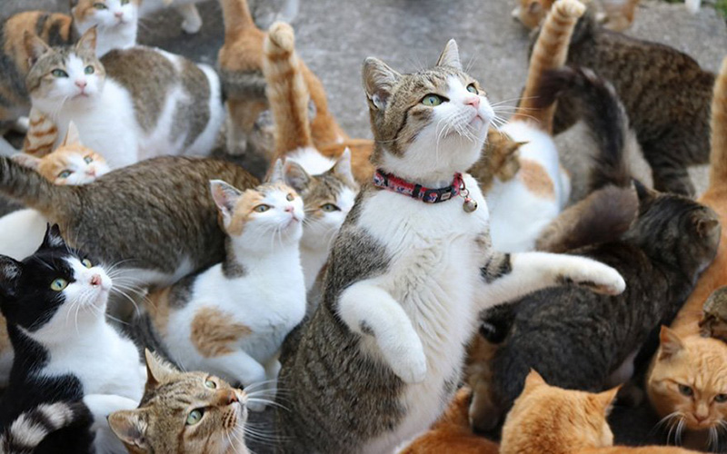 Khám phá đảo mèo độc nhất chỉ có tại Nhật Bản