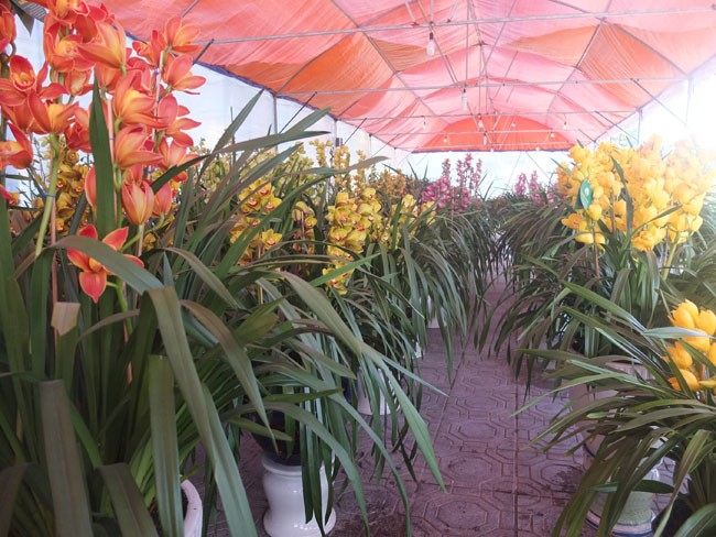 địa lan Đ&agrave; Lạt