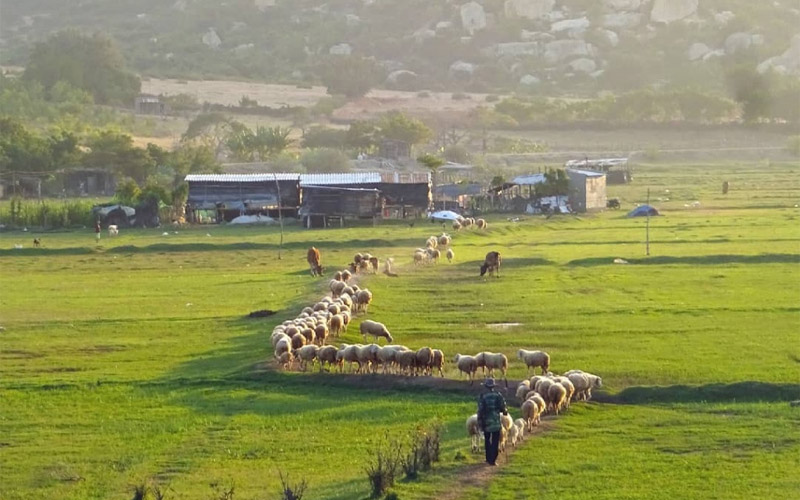 3 cánh đồng cừu đẹp nhất Việt Nam