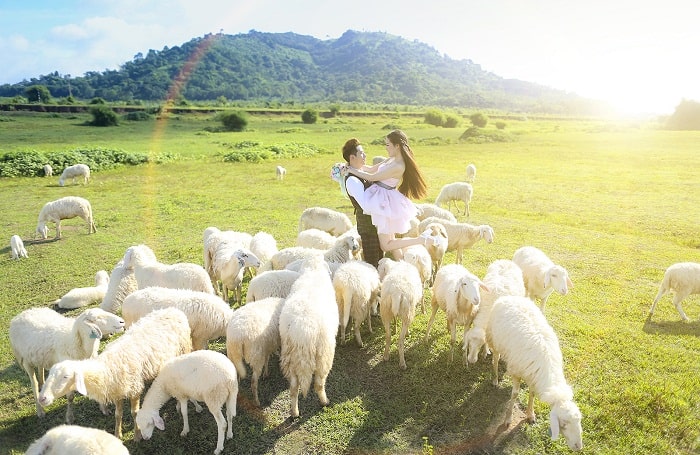 Những chú cừu nhớn nhơ gặm cỏ trên đồng cỏ xanh mơn mởn