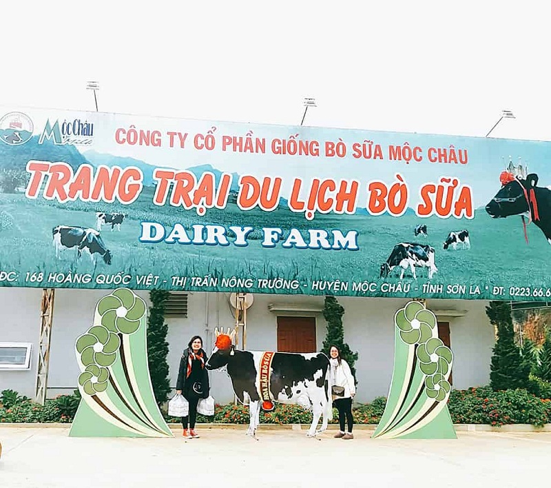 Trang trại Dairy Farm hot nhất ở Mộc Châu