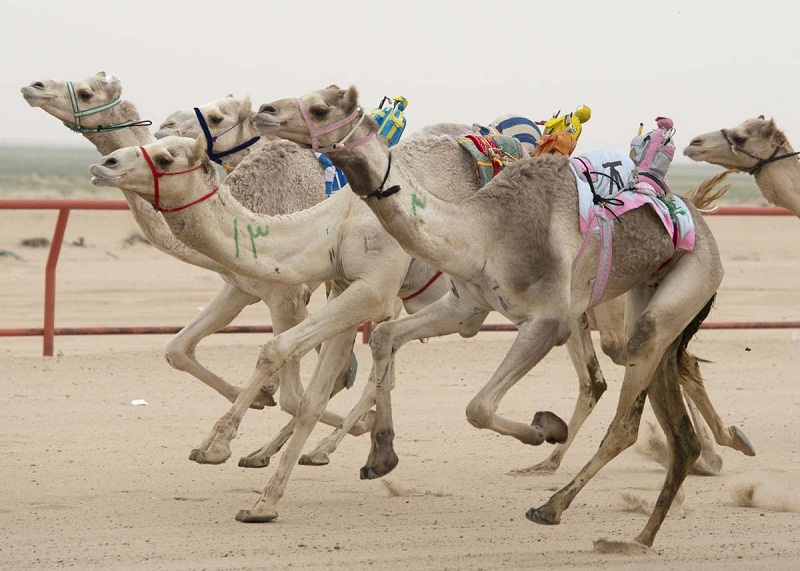Đua lạc đà là một cuộc thi được tổ chức hàng năm của người Ả Rập