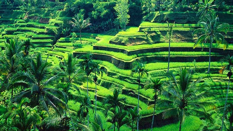 8 trải nghiệm tuyệt vời hoàn toàn miễn phí ở Bali