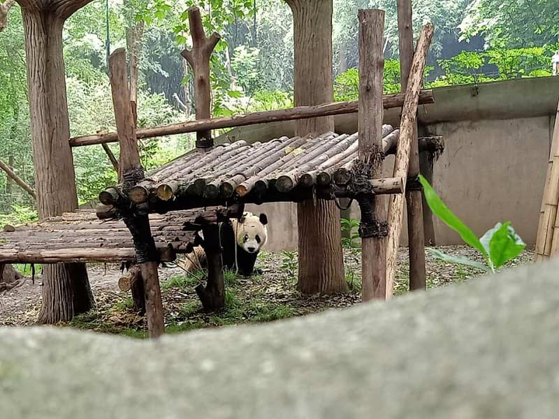 trung tâm bảo tồn gấu trúc Trung Quốc  