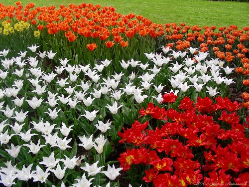 "Ngất lịm" thi&ecirc;n đường hoa Keukenhof