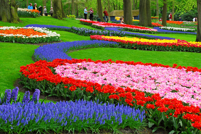 "Ngất lịm" thi&ecirc;n đường hoa Keukenhof