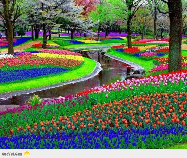 "Ngất lịm" thi&ecirc;n đường hoa Keukenhof