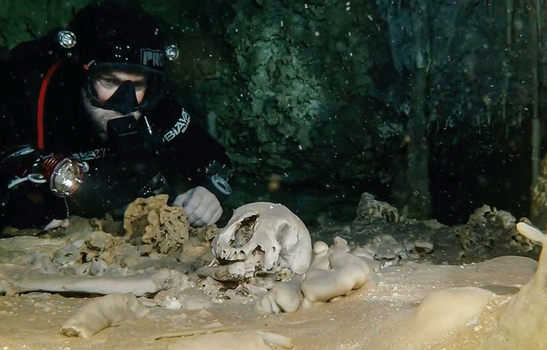 Các hóa thạch được tìm thấy dưới hang
