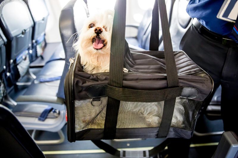 hãng máy bay cho phép mang theo thú cưng