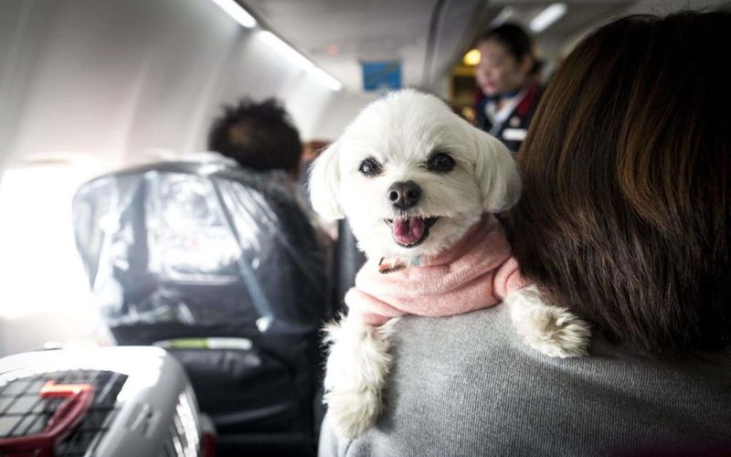 hãng máy bay cho phép mang theo thú cưng