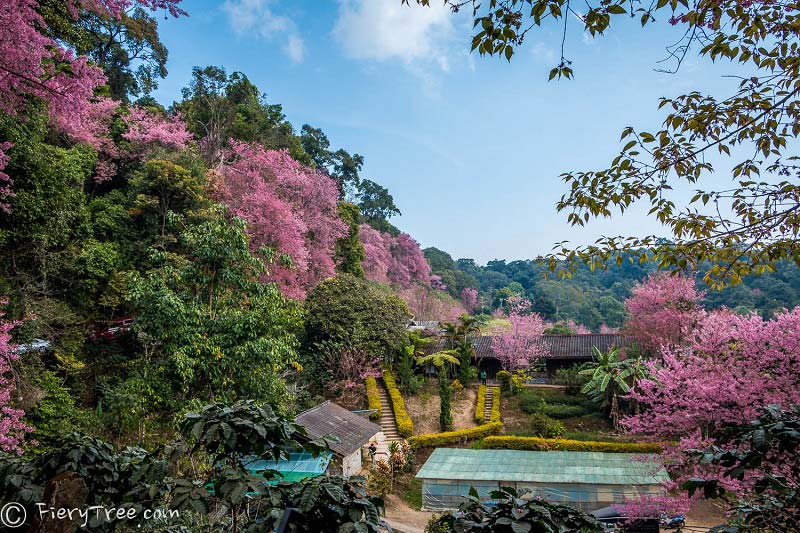 ngắm hoa anh đ&agrave;o Chiang Mai