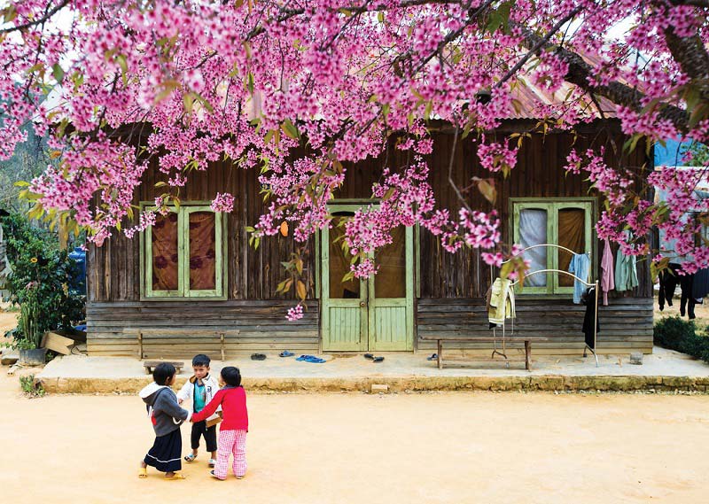 ngắm hoa anh đ&agrave;o Chiang Mai