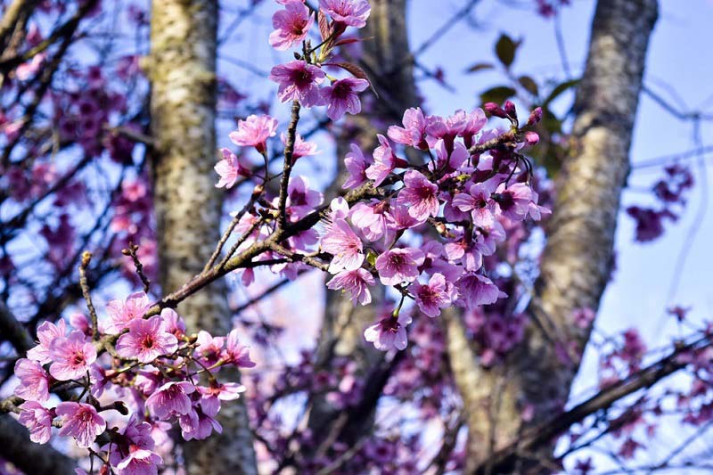 ngắm hoa anh đ&agrave;o Chiang Mai