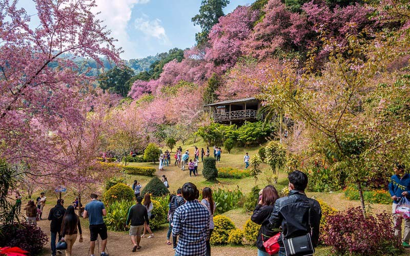 ngắm hoa anh đ&agrave;o Chiang Mai