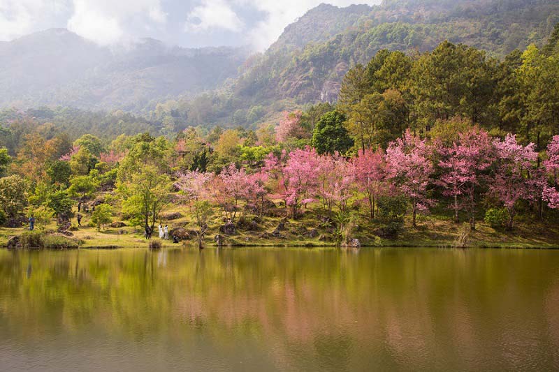ngắm hoa anh đ&agrave;o Chiang Mai