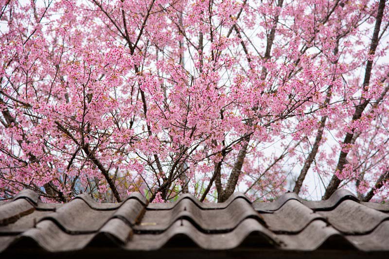 ngắm hoa anh đ&agrave;o Chiang Mai