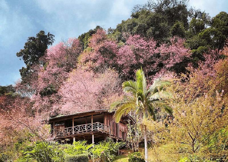 ngắm hoa anh đ&agrave;o Chiang Mai