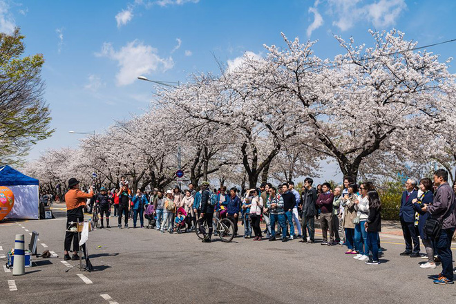 Du khách chụp hình kỷ niệm với hoa anh đào Seoul