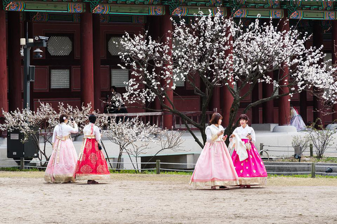 Du khách mặc Hanbok vãn cảnh hoa