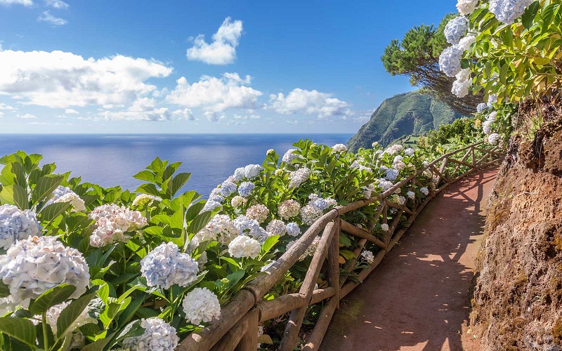 Hòn đảo trồng hoa cẩm tú cầu rực rỡ tại Bồ Đào Nha
