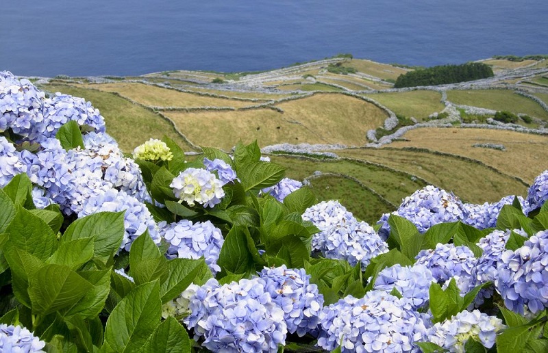 Hòn đảo trồng hoa cẩm tú cầu rực rỡ tại Bồ Đào Nha