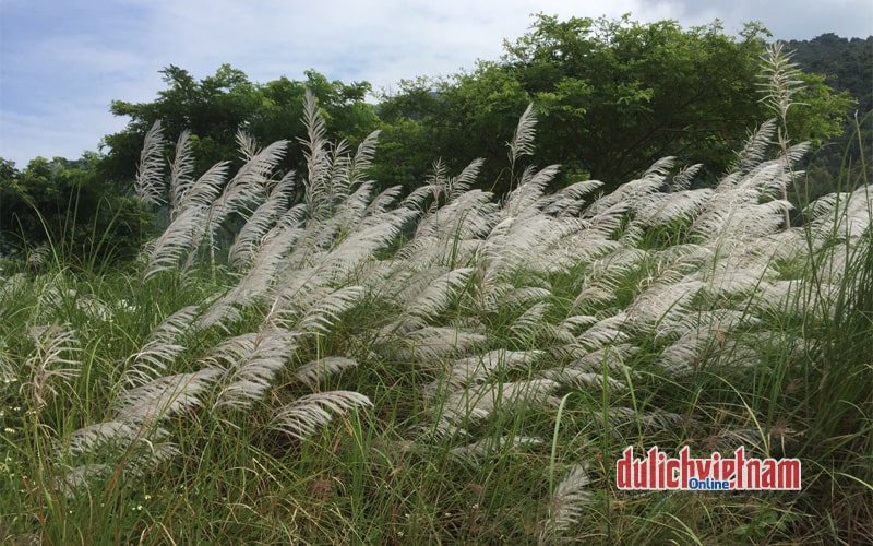 Hoa cỏ lau 