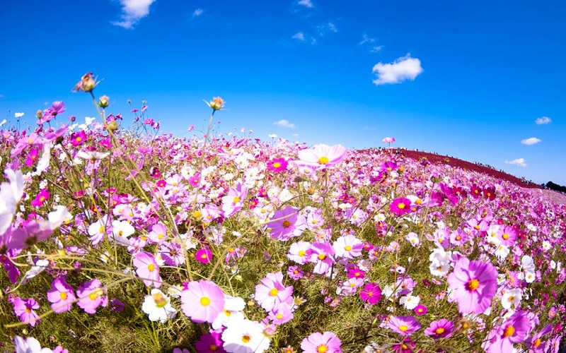 Du lịch Nhật Bản mùa thu chiêm ngưỡng cánh đồng hoa cosmos tuyệt đẹp