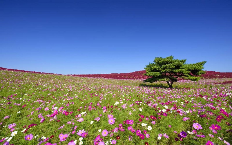 Hoa Cosmos - "Hoa anh đào mùa thu" Nhật Bản
