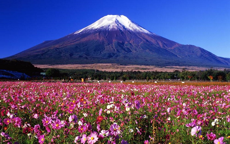 Cánh đồng hoa cosmos nở rộ dưới chân núi Phú Sĩ