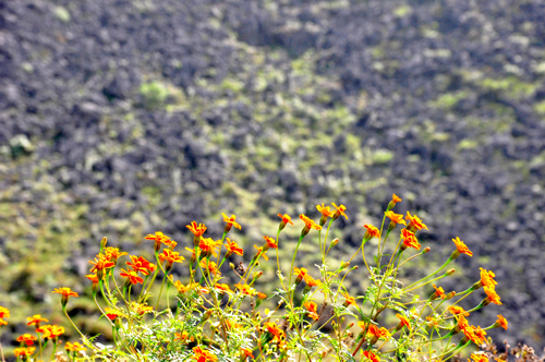  Phi&ecirc;u l&atilde;ng H&agrave; Giang m&ugrave;a c&uacute;c dại