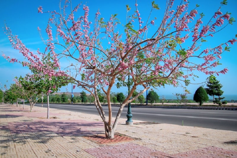 Hoa đỗ mai Nha Trang