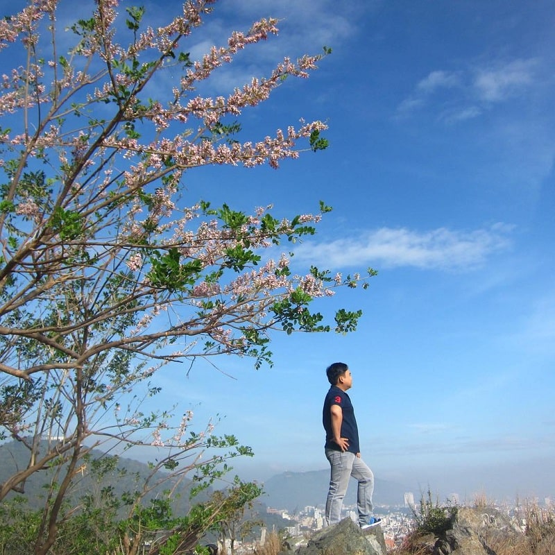 Hoa đỗ mai Nha Trang