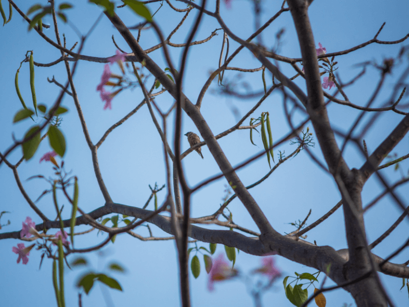 hoa kèn hồng Sài Gòn