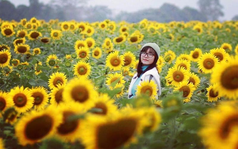 Hoa hướng dương Nghệ An