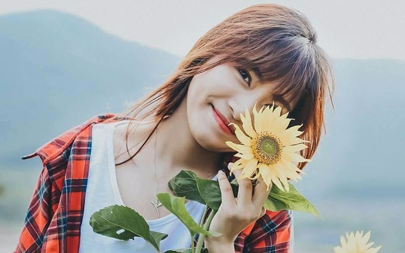 Hoa hướng dương Nghệ An