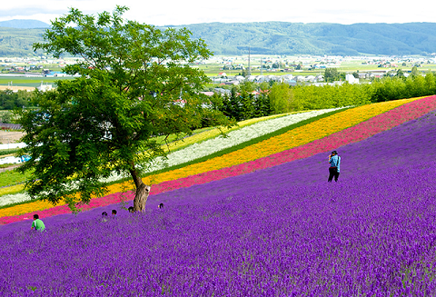Đồi hoa oải hương ở Nhật Bản