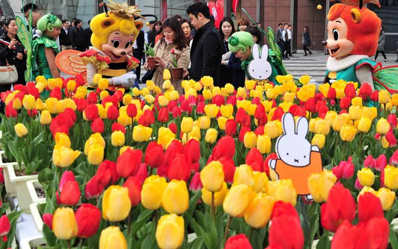 Hơn 1 triệu bông hoa Tulip được Hàn Quốc chuẩn bị cho lễ hội