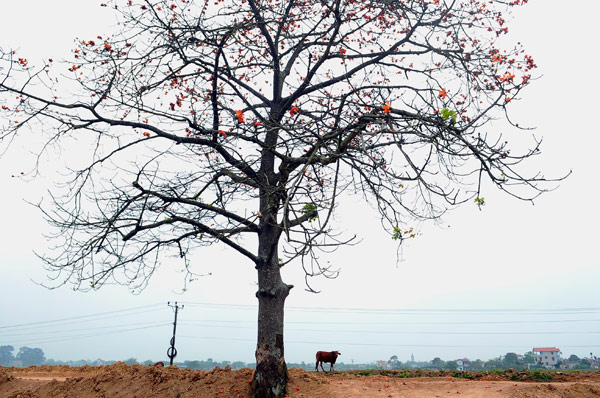 Ngam hoa gao no do ruc lang que
