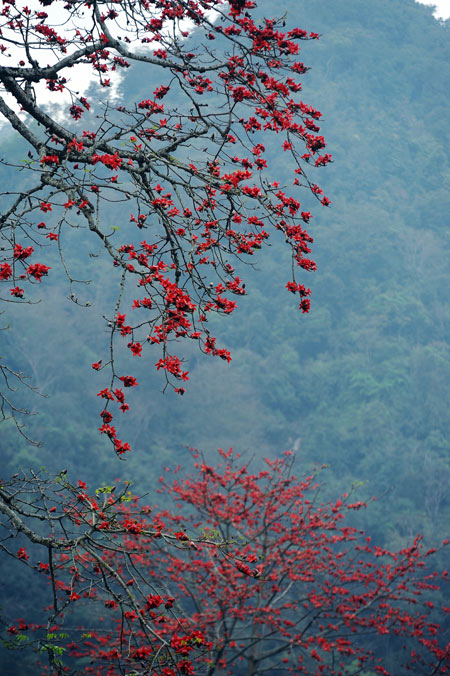 Ngam hoa gao no do ruc lang que