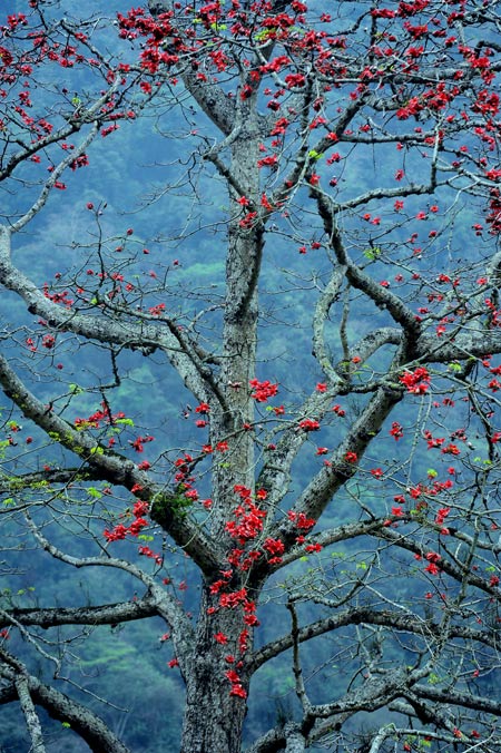 Ngam hoa gao no do ruc lang que